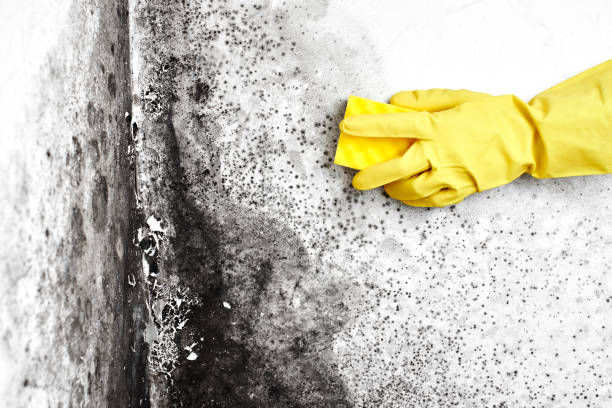 Environmental Consulting for Mold Prevention in Amite City, LA